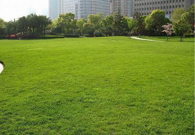 高端小区草坪绿化